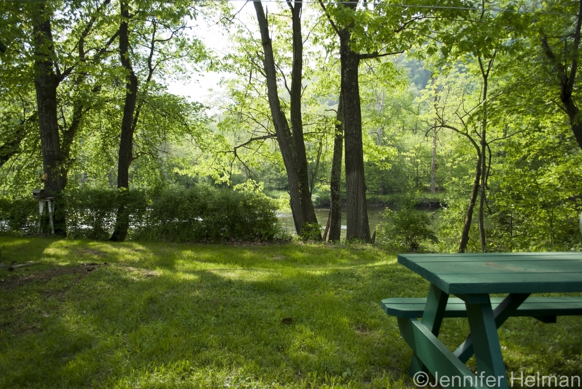Back Yard (1)