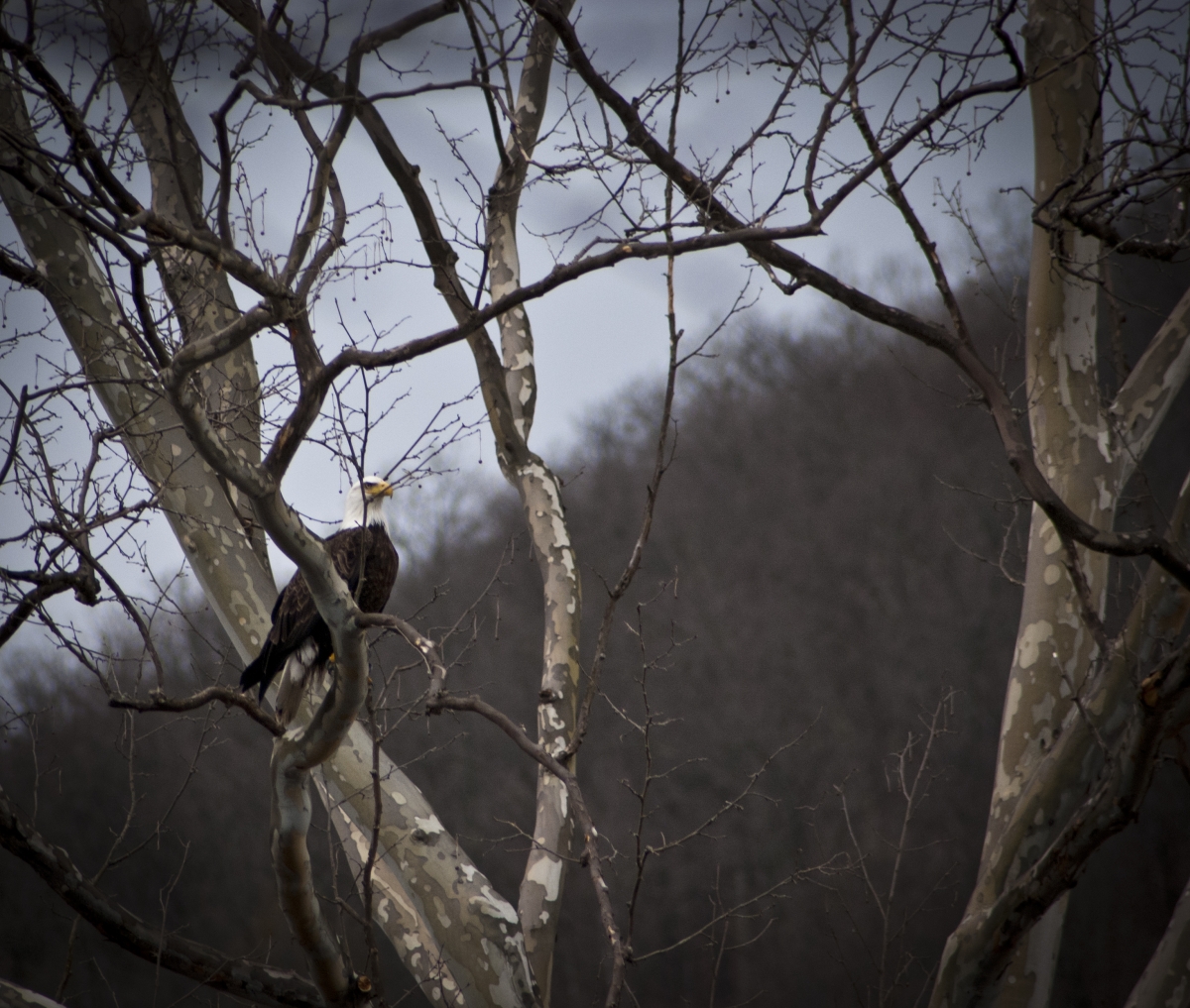 BaldEagle1