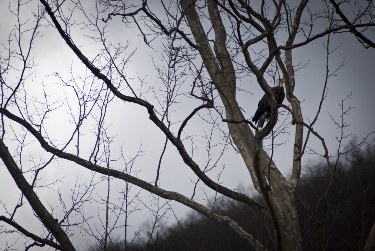 BaldEagle2
