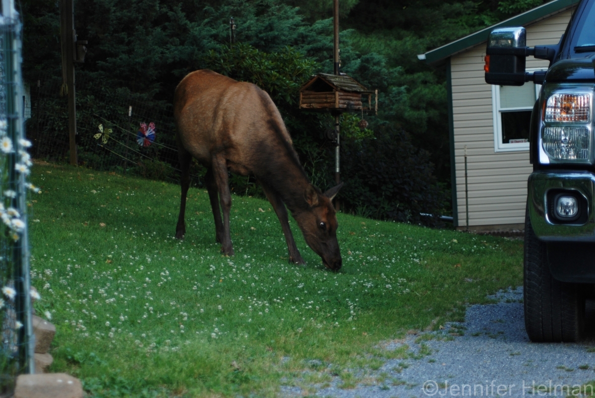 Looking for apples!  