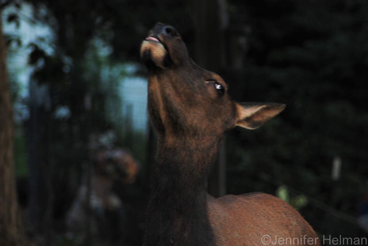 ...a favorite spot for the elk!  